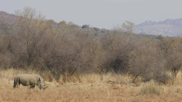 Lone rhinoceroses grazing and walking in bush.