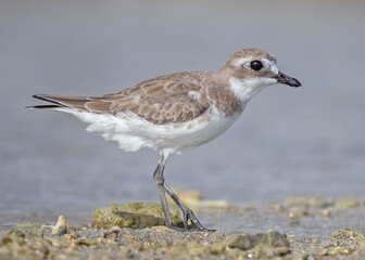 Lesser sand plover on the beach