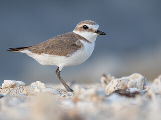 Snowy plover poses on the beach