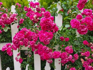 Flowers in the garden, Australia