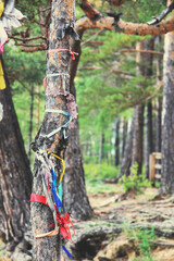 Colored ribbons tied to trees. Buddhism, Arshan, reserve in Buryatia