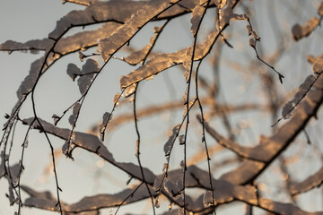 Birch twigs with frozen snow in the sun.