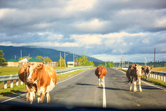 Cows cross the road between cars. The cow is on the roadway. Photo from the car.