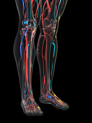 Fototapeta 3d rendered illustration of the vascular system of the legs obraz
