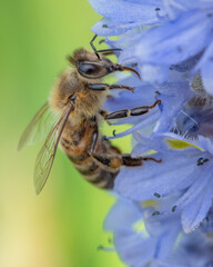 Close up of a bee on an iris flower