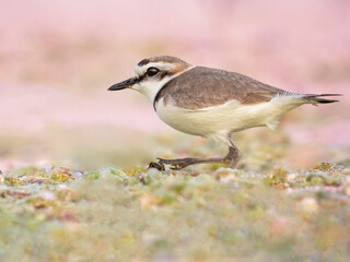 Plover with a pink background