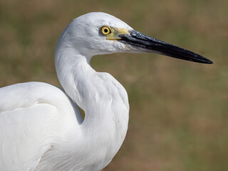 Close up of little egret