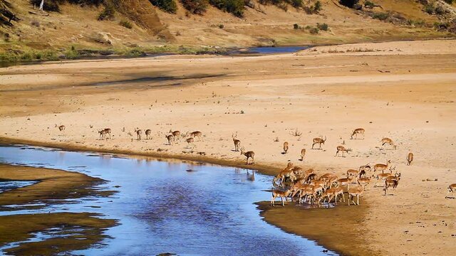 Herd of Common Impala drinking in river scenery in Kruger National park, South Africa ; Specie Aepyceros melampus family of Bovidae