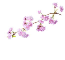 Naklejka na ściany i meble Branch of Sakura isolated on white background.