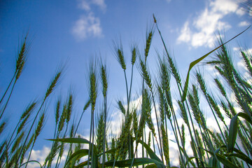 Defocused image of green rye on the sky background, field at harvest. Secale cereale, rye ear close up