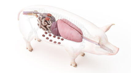 3d rendered illustration of the porcine anatomy - the organs - obrazy, fototapety, plakaty