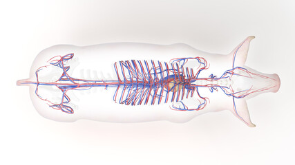 3d rendered illustration of the porcine anatomy - the vascular system