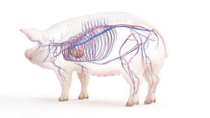3d rendered illustration of the porcine anatomy - the vascular system
