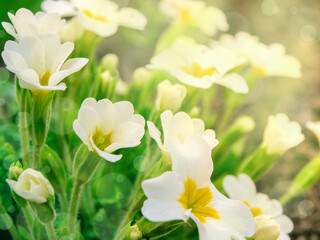 spring primrose flowers blooming in the garden and directed to the sun's rays. High quality photo