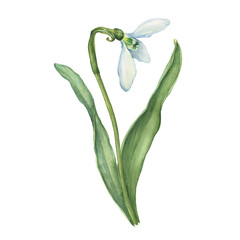 Close up of snowdrop, spring flower in bloom (Galanthus). Watercolor hand drawn painting illustration isolated on white background.