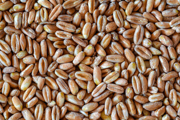 Wheat pattern , Wheat seeds closeup - Wheat grain wallpaper