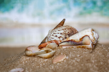 Seashells on the seashore, sand, beach and waves, tropical vacations, relaxation.