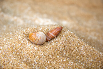 Seashells on the seashore, sand, beach and waves, tropical vacations, relaxation.