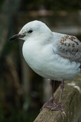 ニュージーランドのカモメのアップ