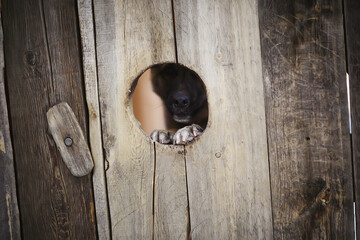 guard dog in dog house, security background