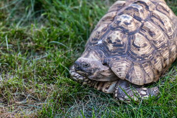 An African Spurred Tortoise in Hemker Park Zoo, Minnesota