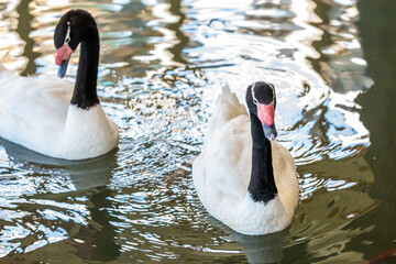 Black Necked Swan in Hemker Park Zoo, Minnesota