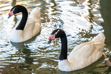 Black Necked Swan in Hemker Park Zoo, Minnesota