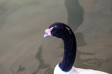 Black Necked Swan in Hemker Park Zoo, Minnesota