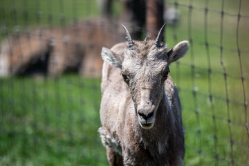 Naklejka na ściany i meble A domestic goat in Hemker Park Zoo, Minnesota