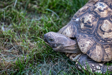 An African Spurred Tortoise in Hemker Park Zoo, Minnesota