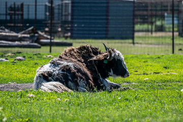 A Muskox in Hemker Park Zoo, Minnesota