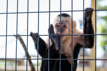 A Panamanian White Faced Capuchin in Hemker Park Zoo, Minnesota