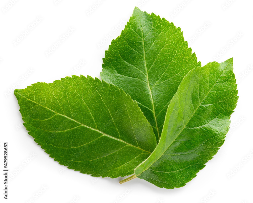 Wall mural apple leaf isolated. apple leaves on white top view. green fruit leaves flat lay. full depth of fiel