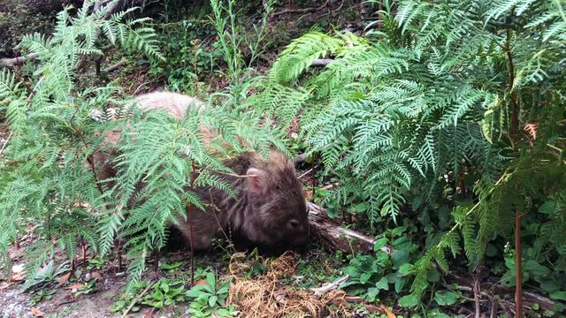 Cute little wombat grazing grass. Australian marsupial animal. Closeup.