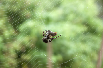 Spider cross wraps its prey, butterfly, fly in a cocoon on a background of green trees. Spider waiting for the victim. Araneus