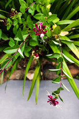 Obraz premium native Australian Lonicera honeysuckle firecracker plant outdoor in sunny backyard