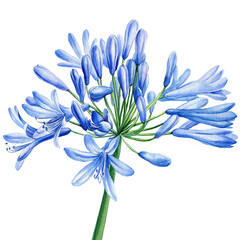 Agapanthus, lily of the nile, blue flower on isolated white, watercolor drawing, botanical painting, exotic flora