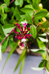 native Australian Lonicera honeysuckle firecracker plant outdoor in sunny backyard