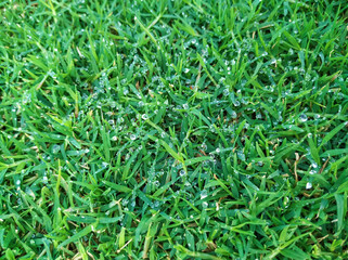 Green grass with drops of water, dew texture for backdrop. Green lawn pattern and texture background. Freshness close-up.