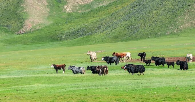Cows running on grassland. Beautiful grassland natural landscape in Xinjiang, China.