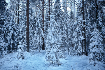 winter fir trees in the forest landscape with snow covered in december