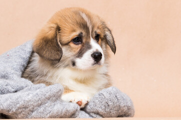 cute welsh corgi puppy looking