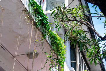 decorated creeper leaves plant spread over the window of old vintage building architecture