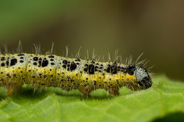close-up of a caterpillar crawling on a leaf