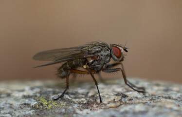 close-up of a fly on a stone in nature