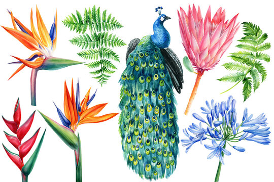 Tropical flowers and peacock on isolated white, watercolor drawing. Strelitzia, protea, fern, heliconia and agapanthus