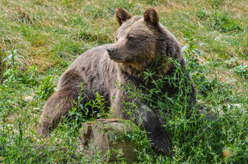 Brown bear in the wild - bear sitting on a log