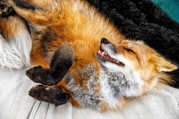 Obraz premium cute red fox