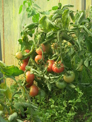 eco-friendly green and red tomatoes ripen on bushes in the garden