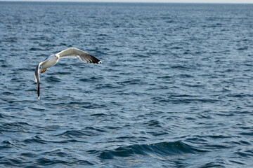 Fototapeta na wymiar Beautiful white seagull, spreading its wings, flies over the surface of the sea. Flight of a bird over water